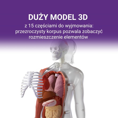 Science Can Ciało Człowieka Interaktywny model 3D 6+ top bright